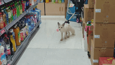 2.gif