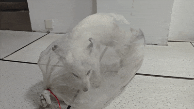 4.gif